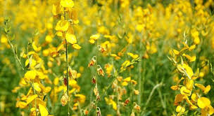 GM mustard